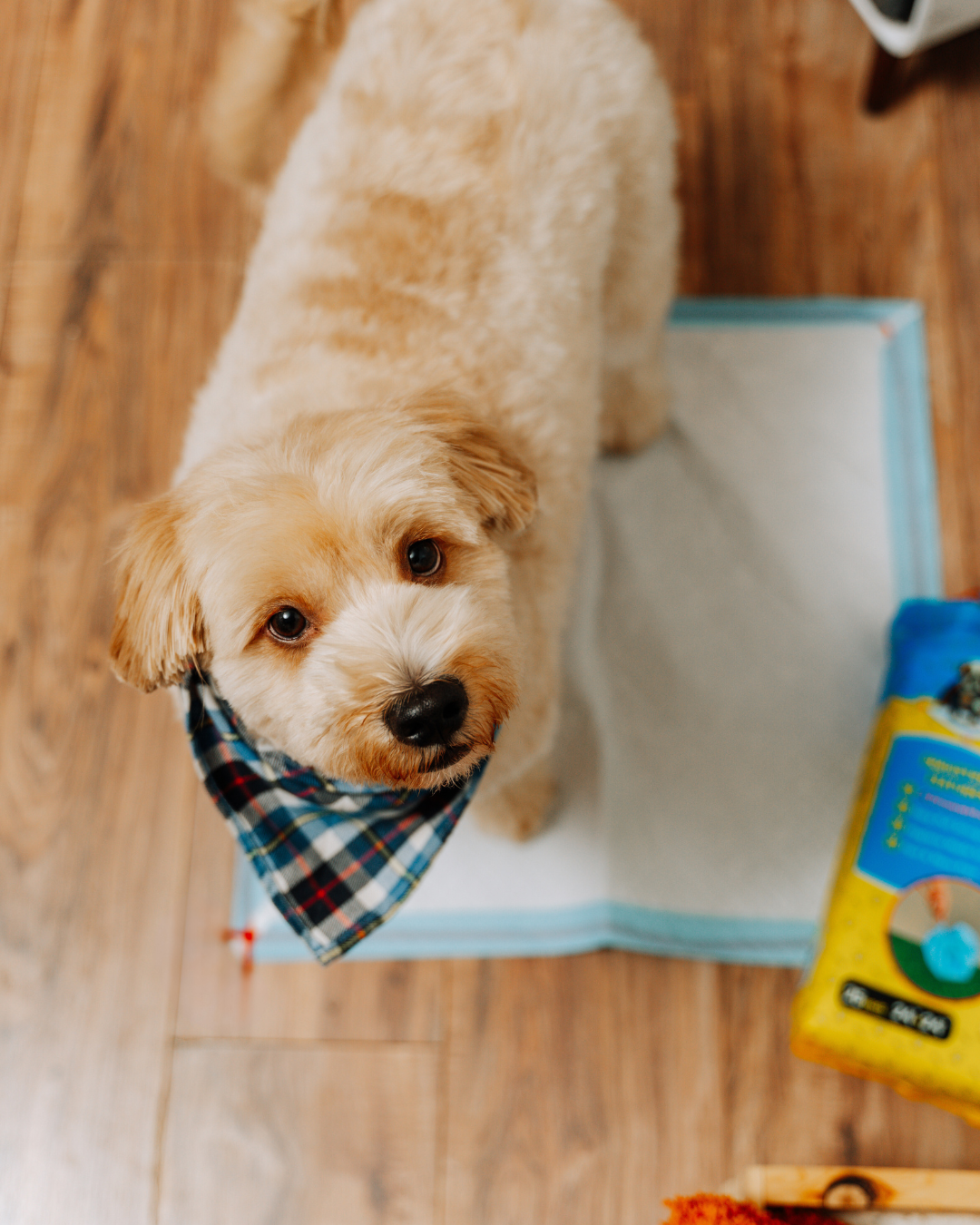 Drawstring Pee Pad